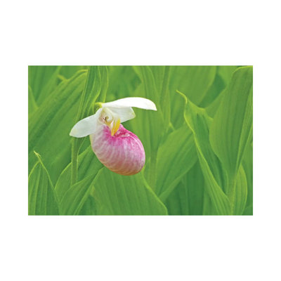 Single Lady Slipper by Brian Wolf - Wrapped Canvas Print