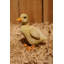 Ensemble de statue 2 pièces duckling