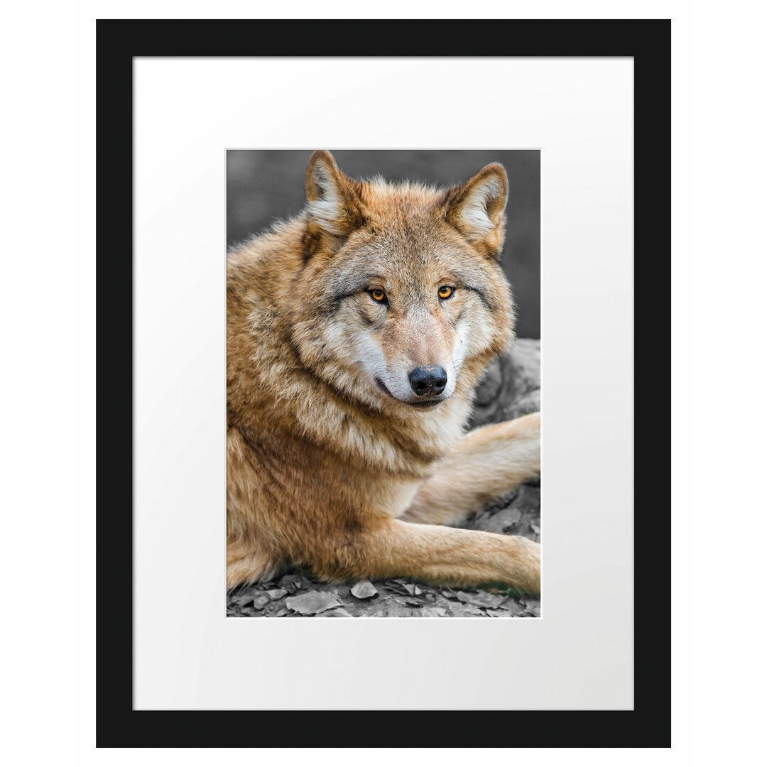 Gerahmtes Fotoposter "Stolzer Wolf auf einem Stein