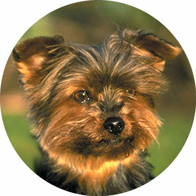 Piece Coaster, Yorkshire Terrier