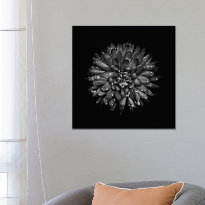 Black And White Mum II by Brian Carson - Wrapped Canvas Print