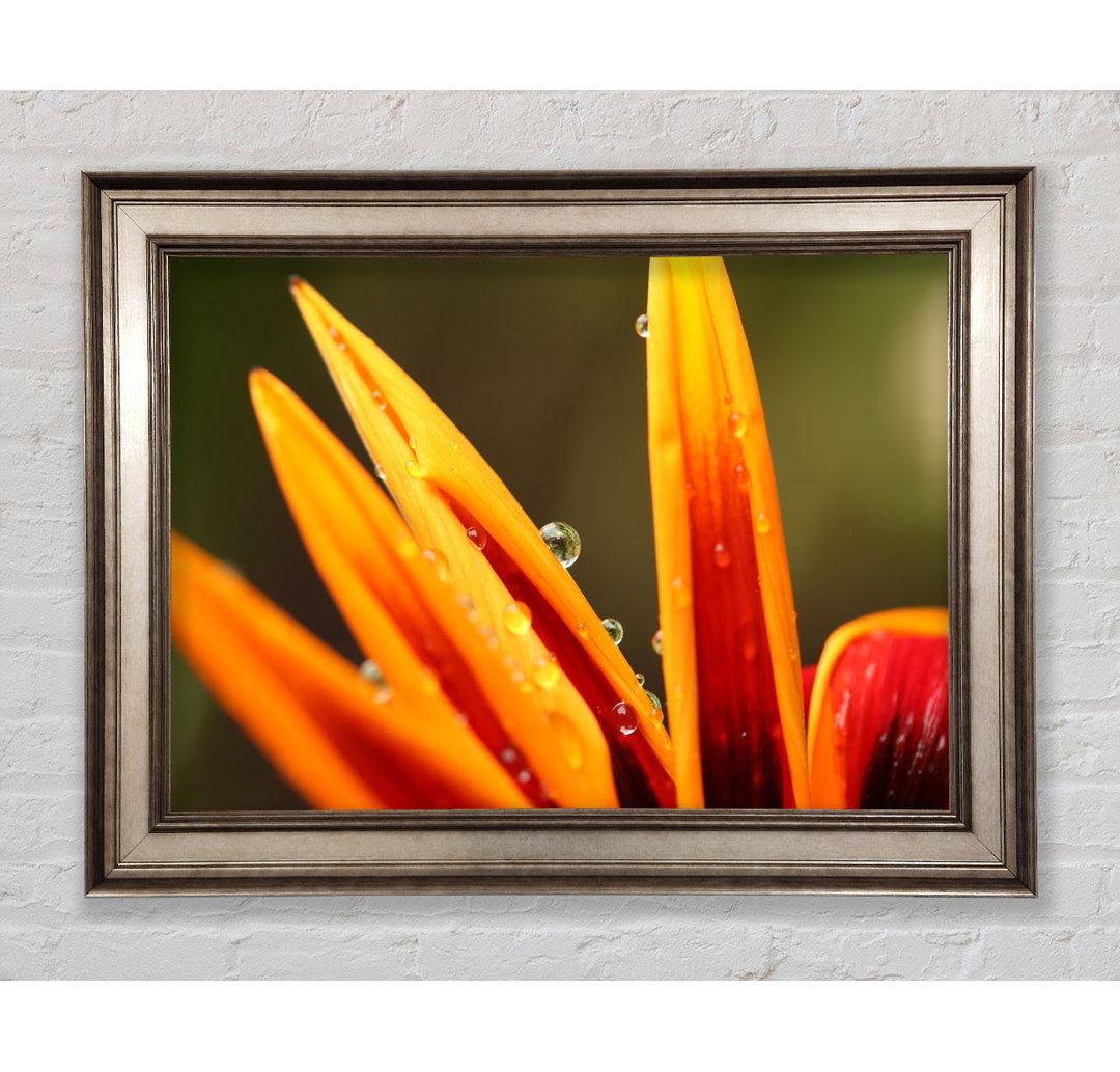 Wassertropfen auf einer gelben Blume - Einzelne Bilderrahmen Kunstdrucke