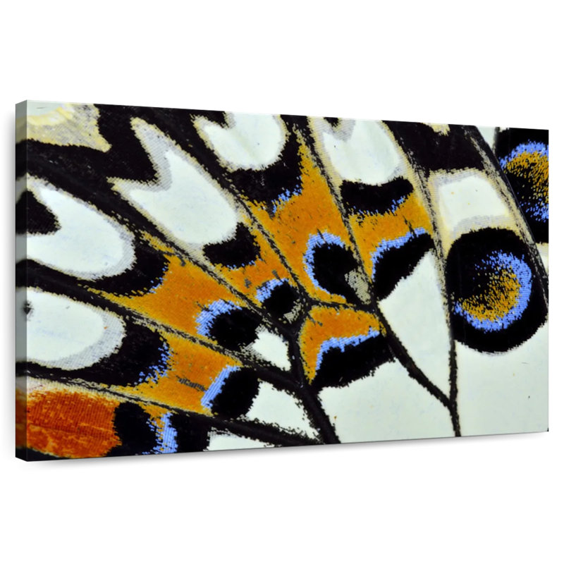 Brampt Butterfly Wing Close Up, 34" H x 51" W