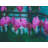 " Bleeding Hearts " by Alan Scherer