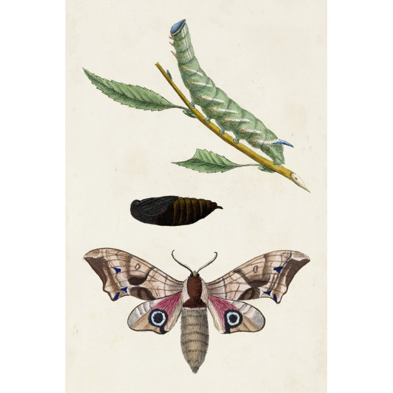 Caterpillar And Moth IV - Wrapped Canvas Painting, 30cm H x 20cm W