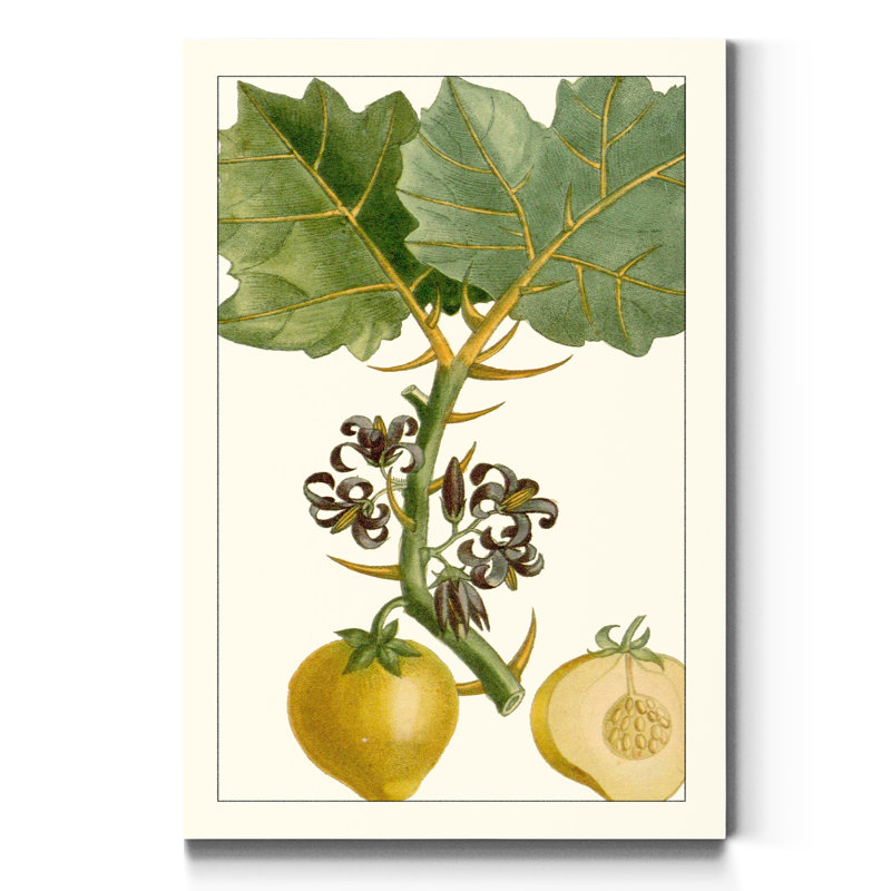 Reproduction d’art sur toile tendue « Turpin Exotic Botanical IV », H 27 po x l 18 po x P 1 po