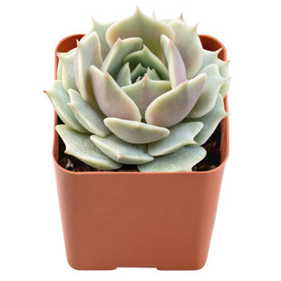 The Next Gardener Live Succulent Plant in Planter