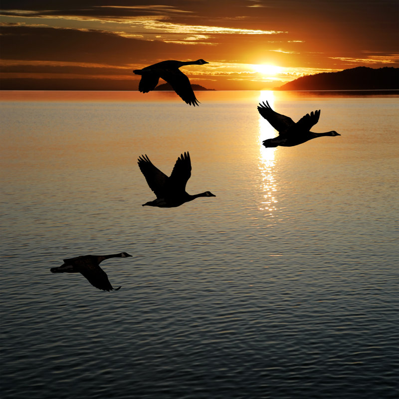Migrating Canada Geese - Wrapped Canvas Print, 51cm H x 51cm W x 3.8cm D