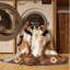  Washable Central Asian Shepherd Dog Dogs Area Rug-1594684604