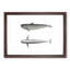Blackfish Whale by C.M. Scammon - Framed Print-57844774-57844773