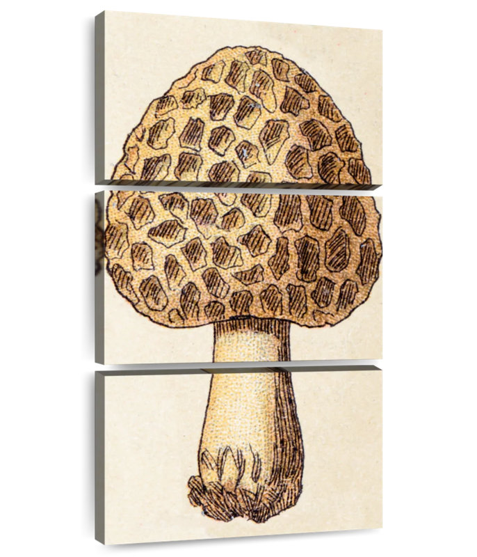 Morel Mushroom, 44" H x 21" W