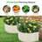 Pannu Metal D-Shaped Raised Garden Bed