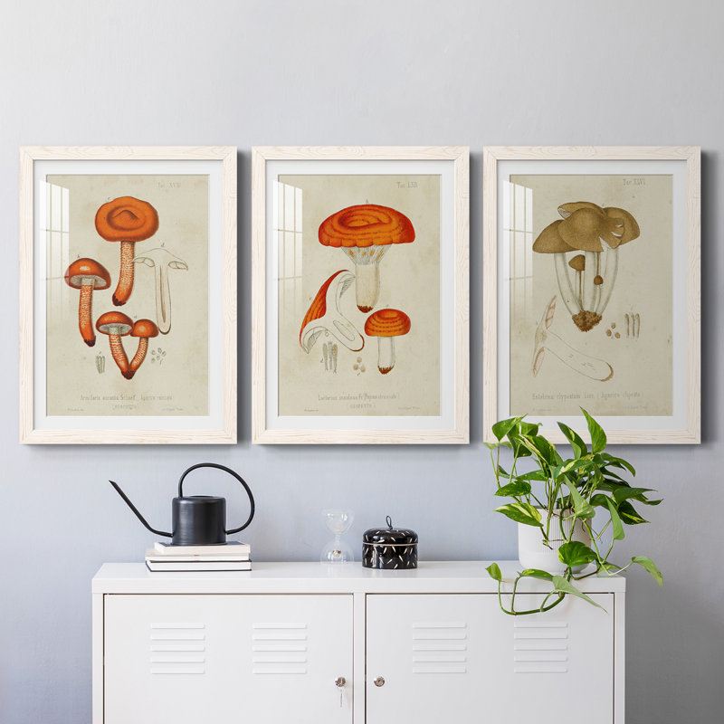 Champignon Variétés IV encadré mat - prêt à accrocher, Blanc, H 20 po x l 51 po x P 1,5 po