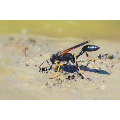 " Mud Dauber " by Jean Landry