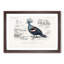 Crowned Pigeon Illustration by Charles D Orbigny - Framed Print-55490503-55490504