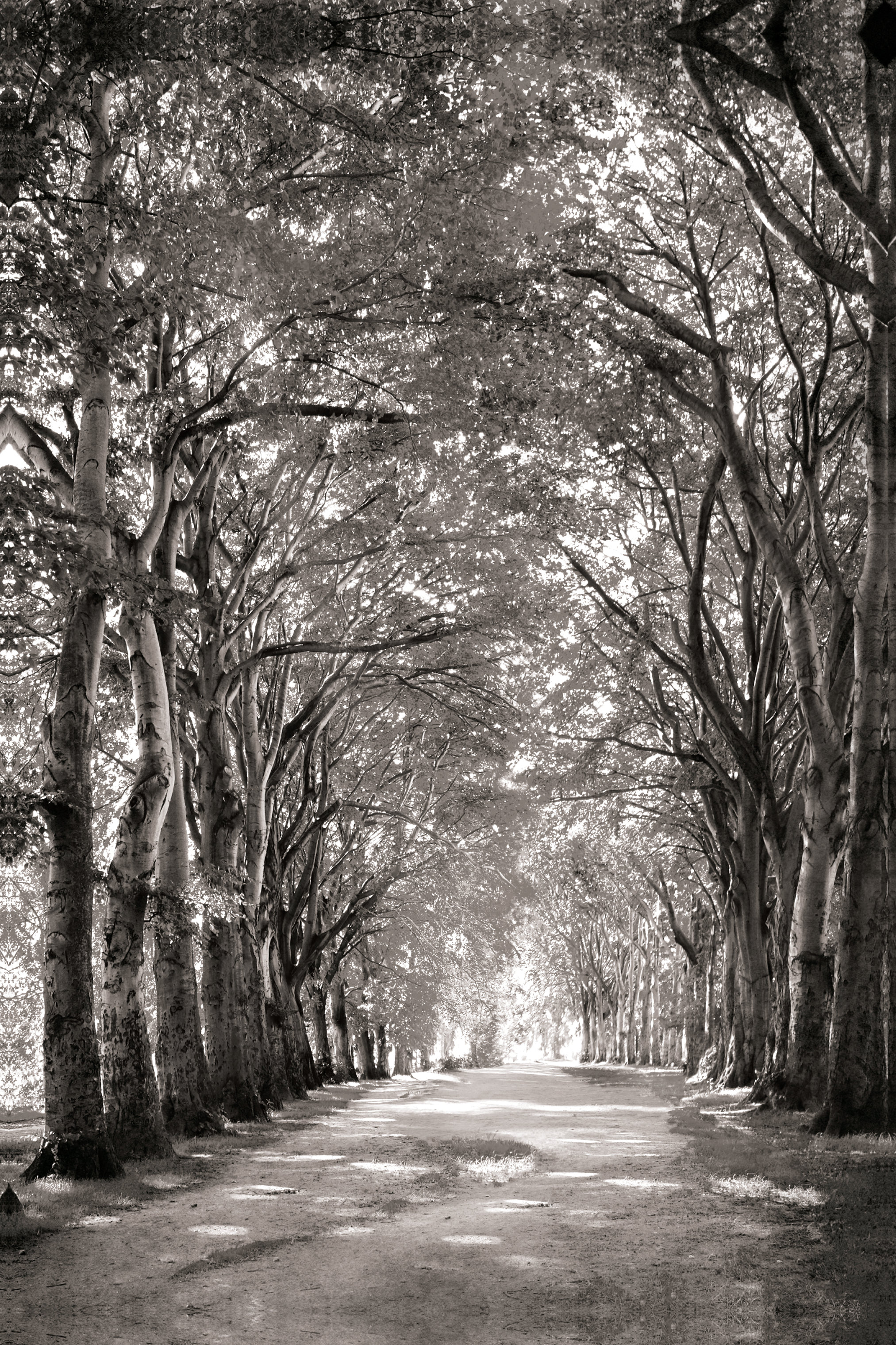 Winston Porter Black And White Path Of Trees & Reviews | Wayfair