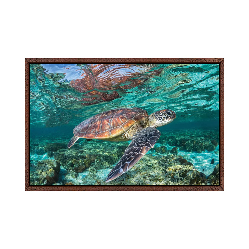 The Reef Wanderer by Jordan Robins - Print on Canvas, 101.6 cm H x 66.04 cm W, Brown Framed