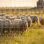 Clôture de ferme avancée en acier galvanisé durable et sécuritaire 5 pi x 164 pi