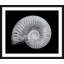 Shells Giclee Print