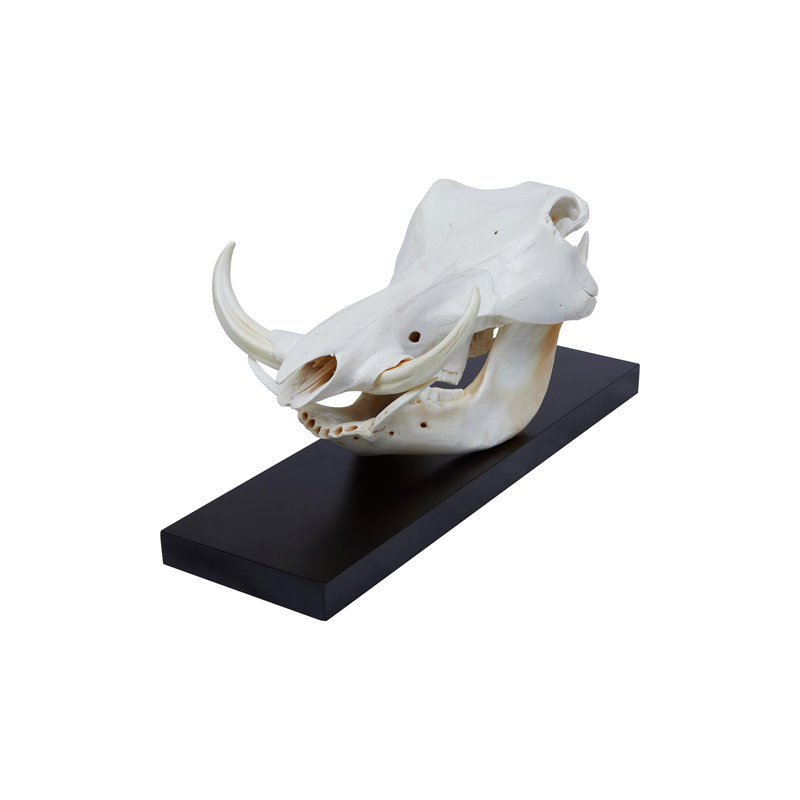 Mounted Warthog Skull