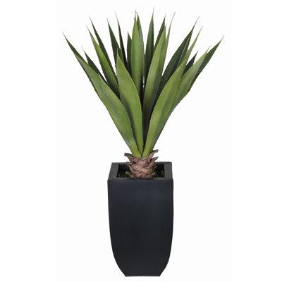 Yucca plante grasse en pot
