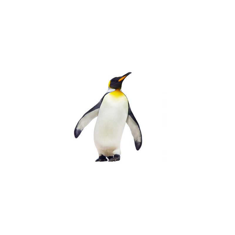 Penguin - No Frame Print on Canvas