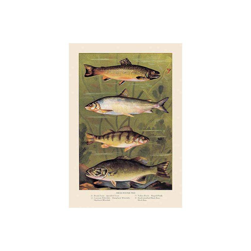 « eaux douces fish », reproduction d’art