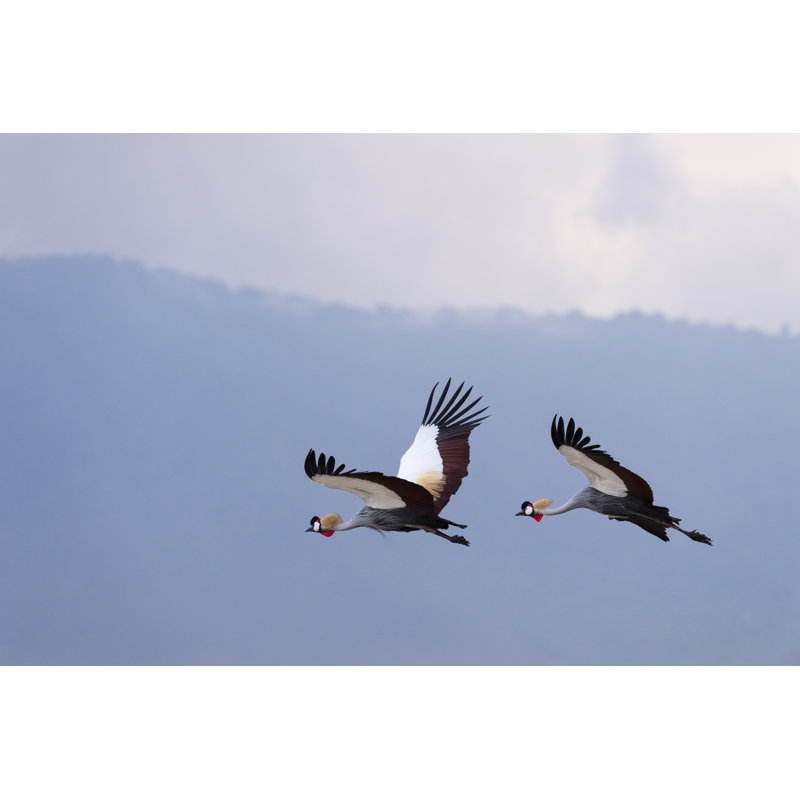 Grey Crowned Cranes by Pchoui - Wrapped Canvas Print, 51cm H x 76cm W
