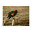 «Red Winged Blackbird» par Etelca, impression sur toile tendue-27646670