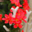 Decorative Wall Hanging Artificial Violet Vine Plant-449832887