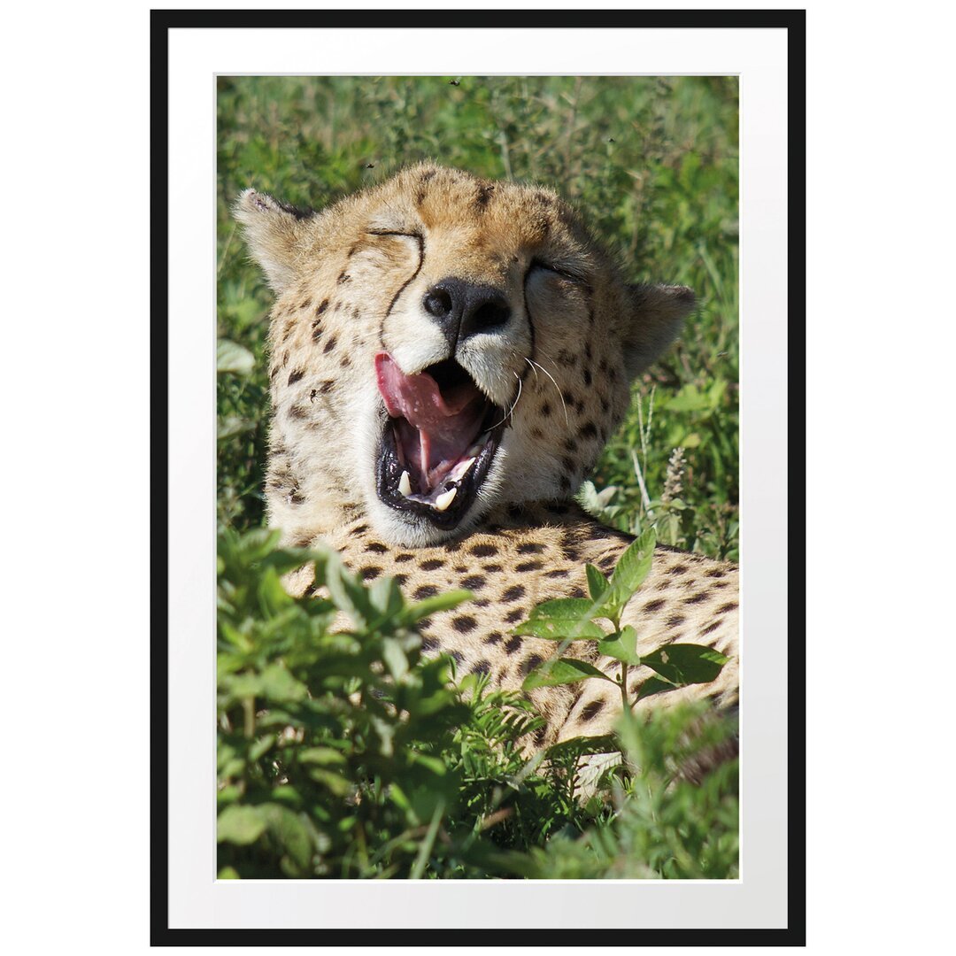 Gerahmtes Poster Müder Gepard ruht auf Wiese