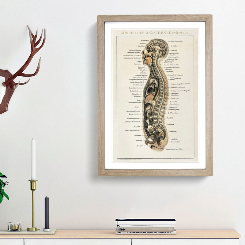 Anatomy Chart in German - Framed Print, 48cm H x 36cm W x 2cm D, Oak Framed
