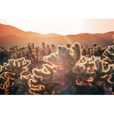 Cholla Cactus Garden - Wrapped Canvas Print