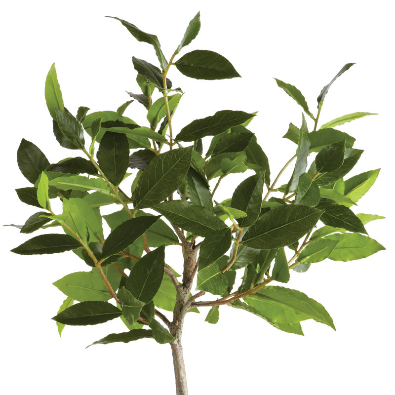 Arbre à fleurs en pot LeeRoy Bayleaf