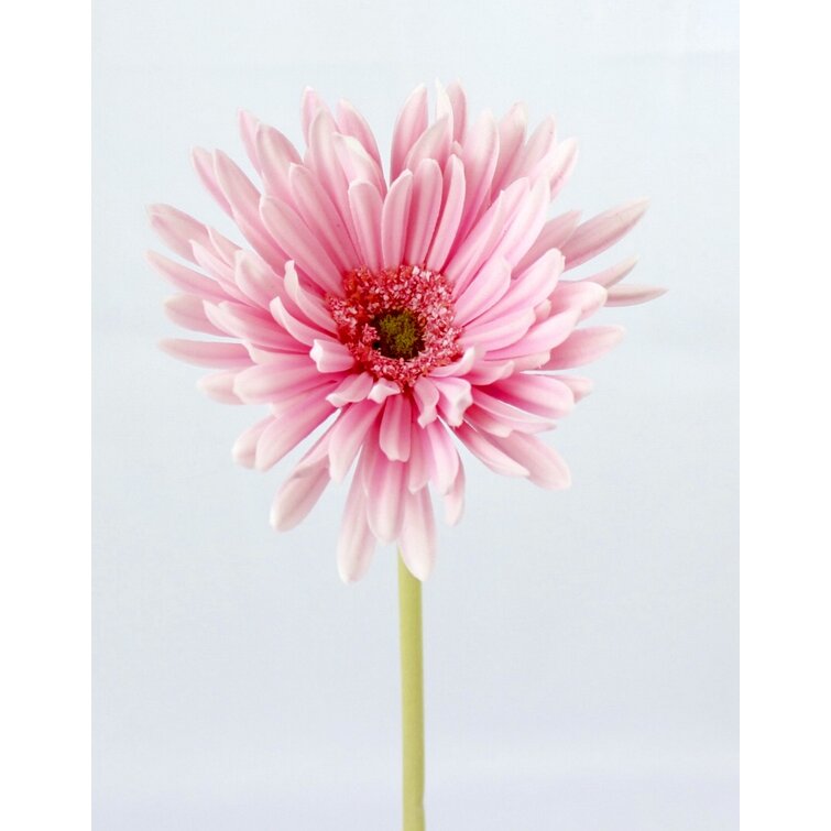 August Grove® Foam Daisy Arrangement & Reviews | Wayfair