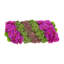 Orchidée Adelina et arrangement de plantes grasses-1665462800