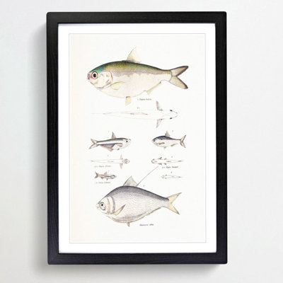 Herring Fish Illustrations by John Edward Gray - Picture Frame Painting Print