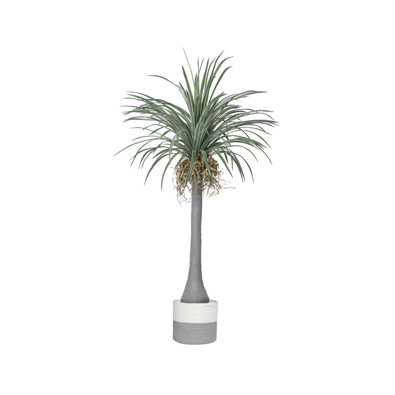 Arbre à dragon 78 po Dracena