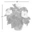Garden Magnolia In Planter-1730606624