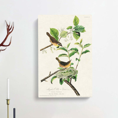 Yellow-Breasted Warbler Birds by John Audubon - Wrapped Canvas