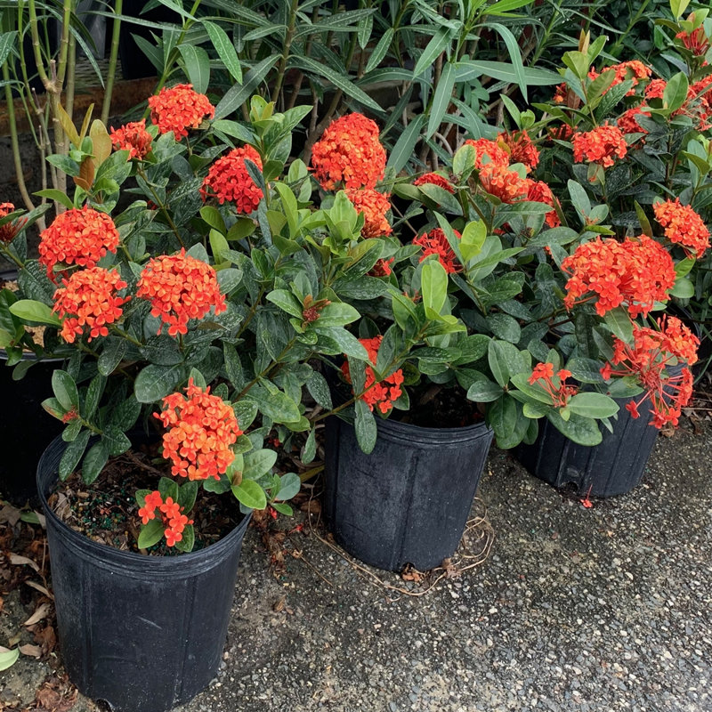 10-Inch Maui Red Ixora Flowering Shrub with Glossy Foliage