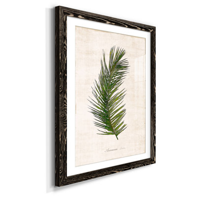 Palm Botanical II - Reproduction d'art graphique sur papier encadré