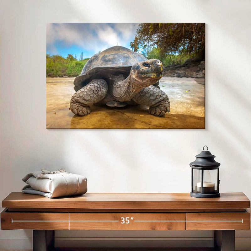 Tortue des Galapagos, H 16 po x l 24 po