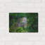 «Green Iguana» par Don Spears-217069405