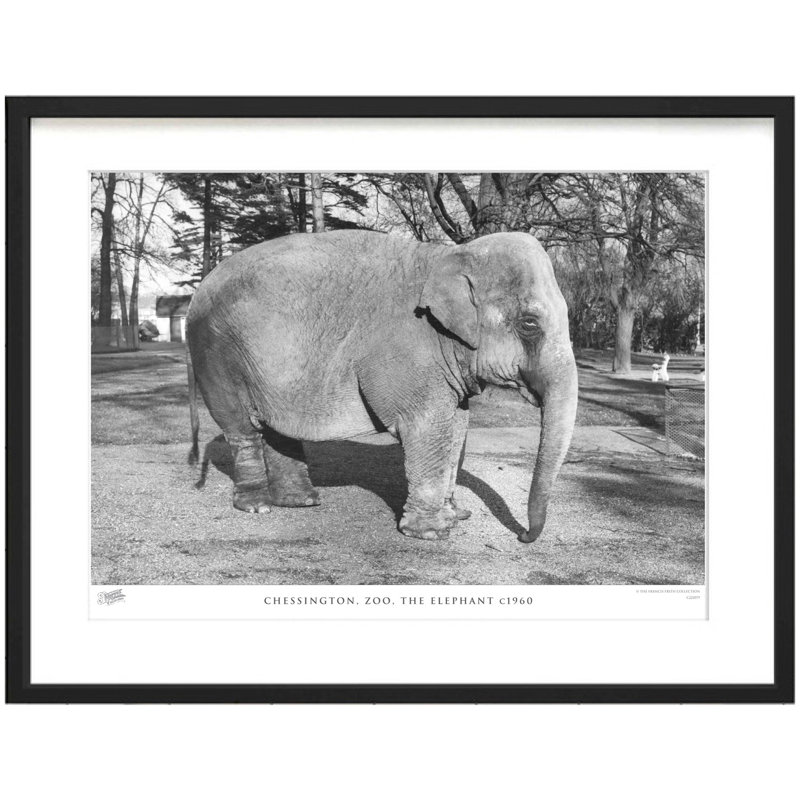 Chessington, Zoo, The Elephant C1960 by Francis Frith - Single Picture Frame Print, 60cm H x 80cm W x 2.3cm D
