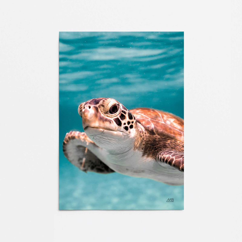 Impression sur roulettes Sea Turtle's Path II, H 36 po x l 24 po, Sans cadre