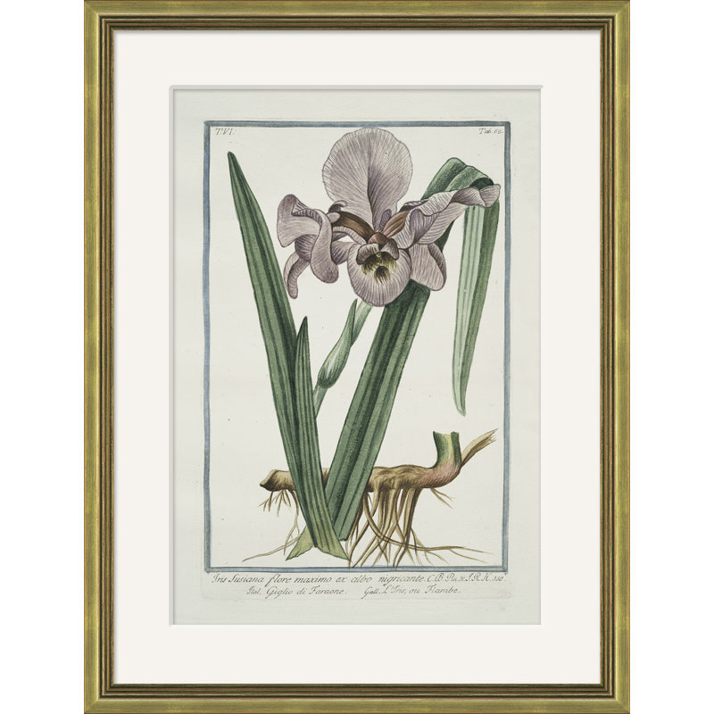 Hortus Romanus 1772-1793 10 - Impression de cadre photo sur papier