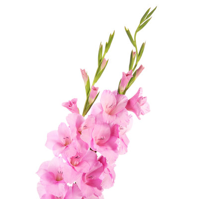 Gladiolus - Wrapped Canvas Print
