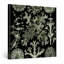 Lichenes, Plate 83 (1904) - Toile d'art mural botanique-411879987