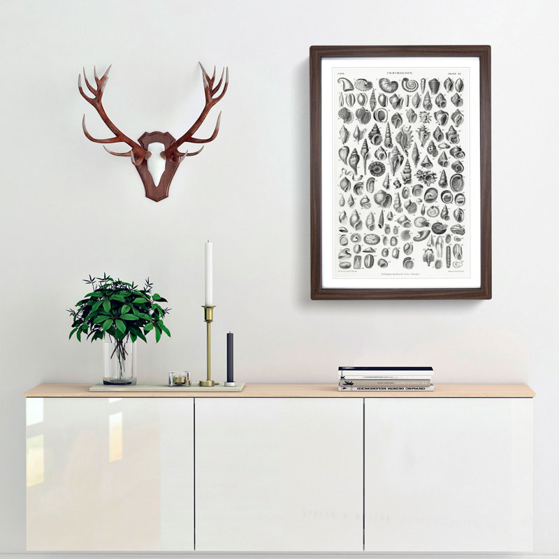 Study of Mollusc Shells XX by Oliver Goldsmith - Framed Print, 36cm H x 27cm W x 2cm D, Walnut Framed